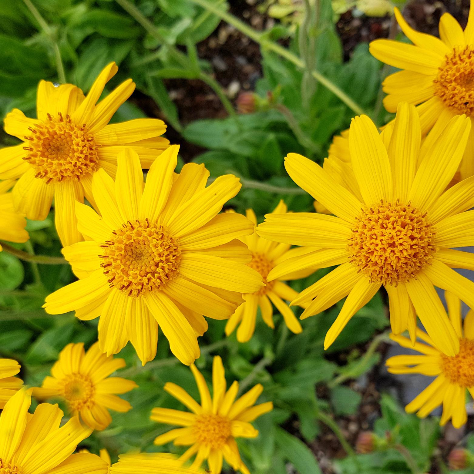 Arnica Flowers For Topical Pain Relief-15