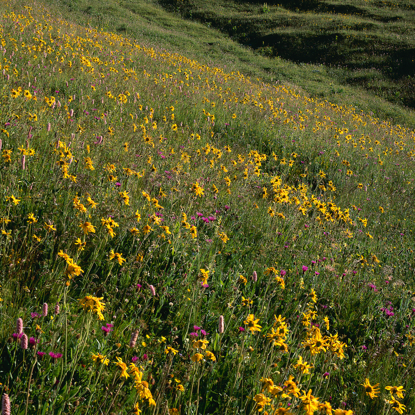 Arnica Flowers For Topical Pain Relief-14