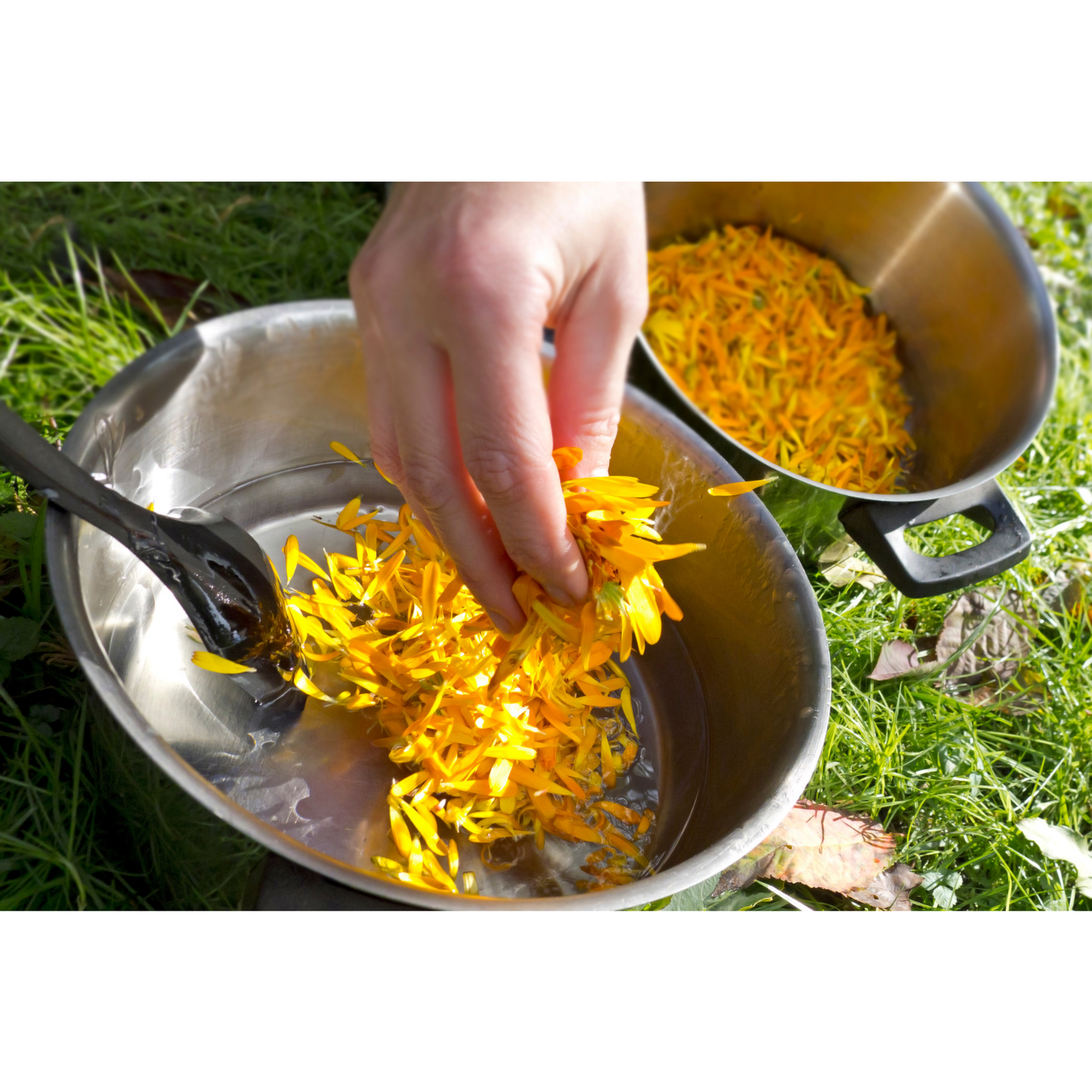 Arnica Flowers For Topical Pain Relief-10