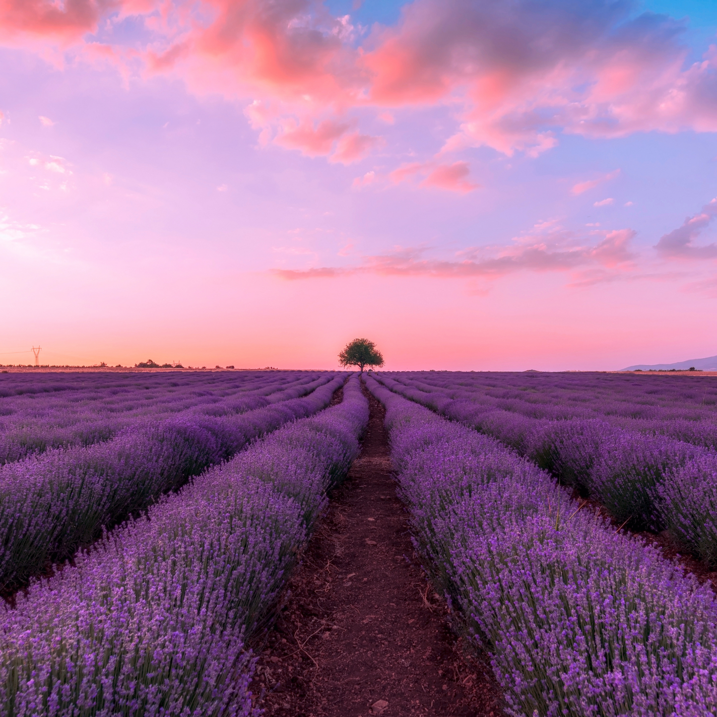 Lavender Flowers For Simmer Pots, Cooking, Crafting, Tea, Relaxation and Sleep Aid-13