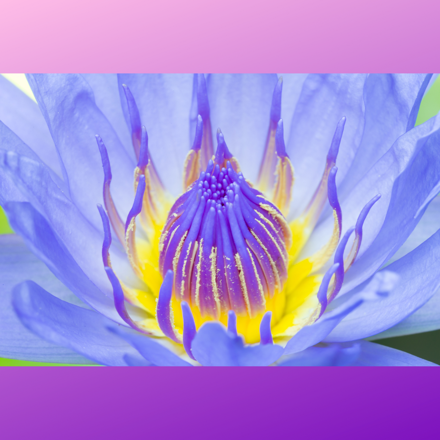 Lotus Flowers, Whole Flowers Blue and Yellow For Tea, Sleep Aid and Enlightenment Rituals-4