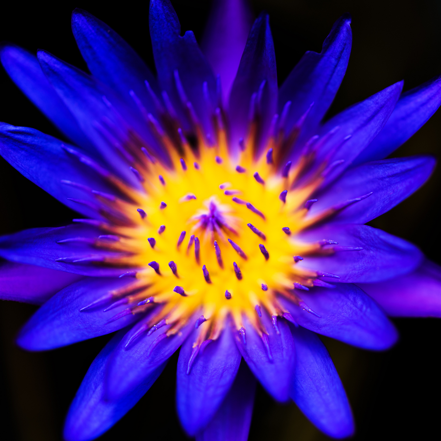 Lotus Flowers, Whole Flowers Blue and Yellow For Tea, Sleep Aid and Enlightenment Rituals-10