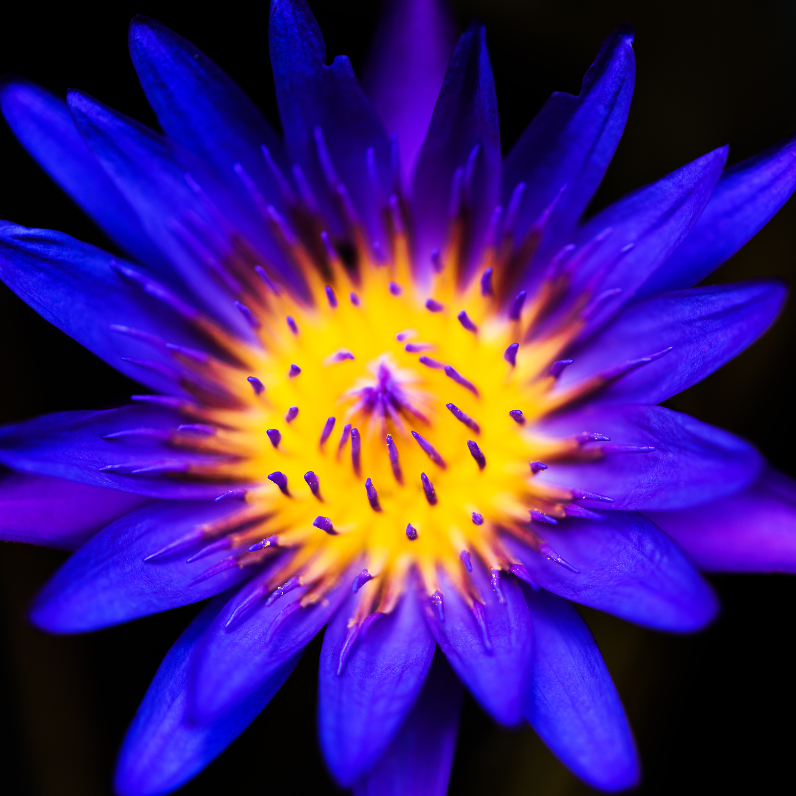 Lotus Flowers, Whole Flowers Blue and Yellow For Tea, Sleep Aid and Enlightenment Rituals-10