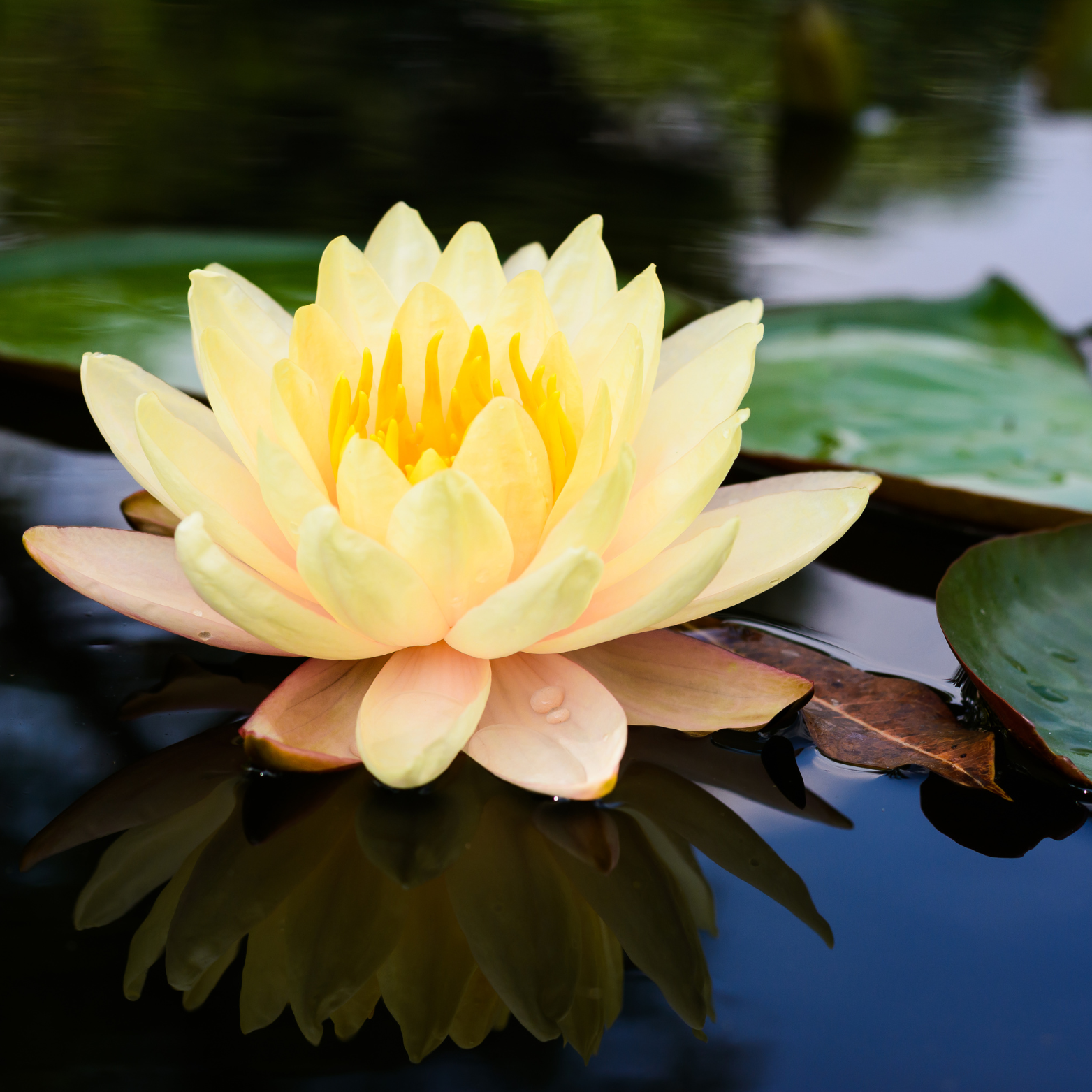 Lotus Flowers, Whole Flowers Blue and Yellow For Tea, Sleep Aid and Enlightenment Rituals-9