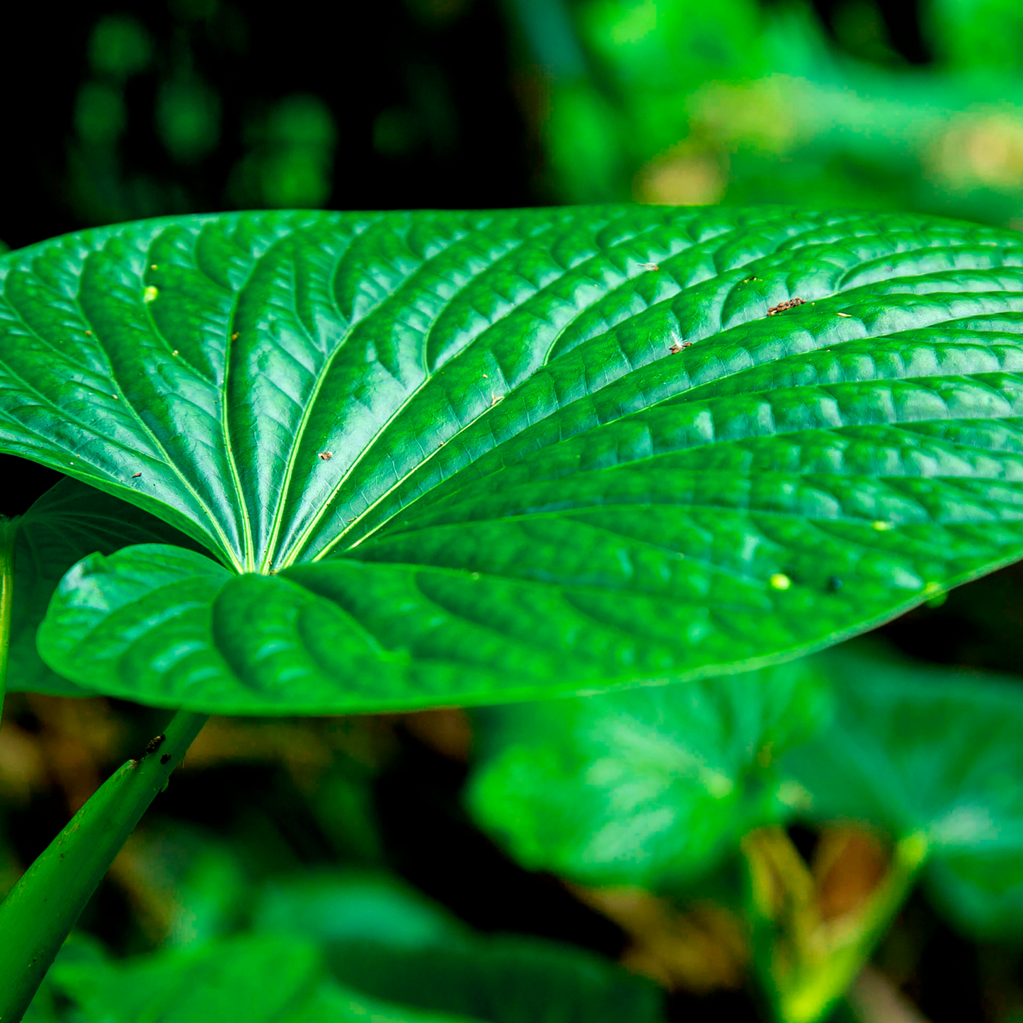 Kava Kava Root For Relaxation and Inner Peace Rituals-7