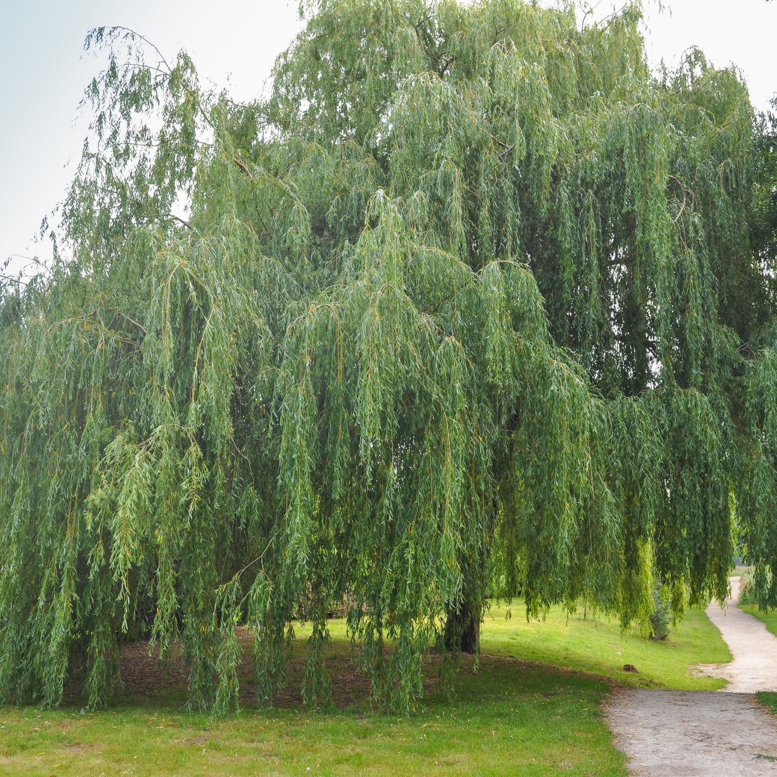 White Willow Bark The Best Pain Reliver and Anti-Inflammatory-6