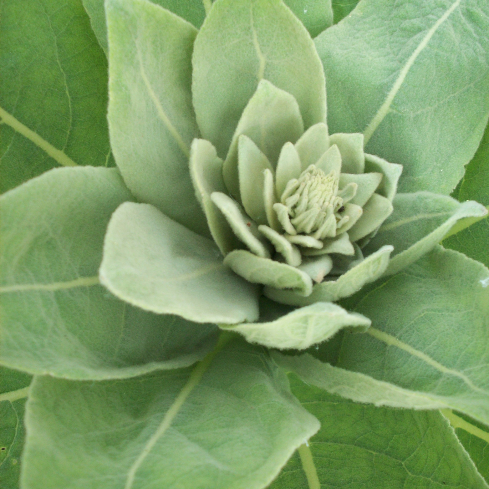 Mullein Leaf Herb For Smudging, Ritual to Cleanse and Empower the Aura-7