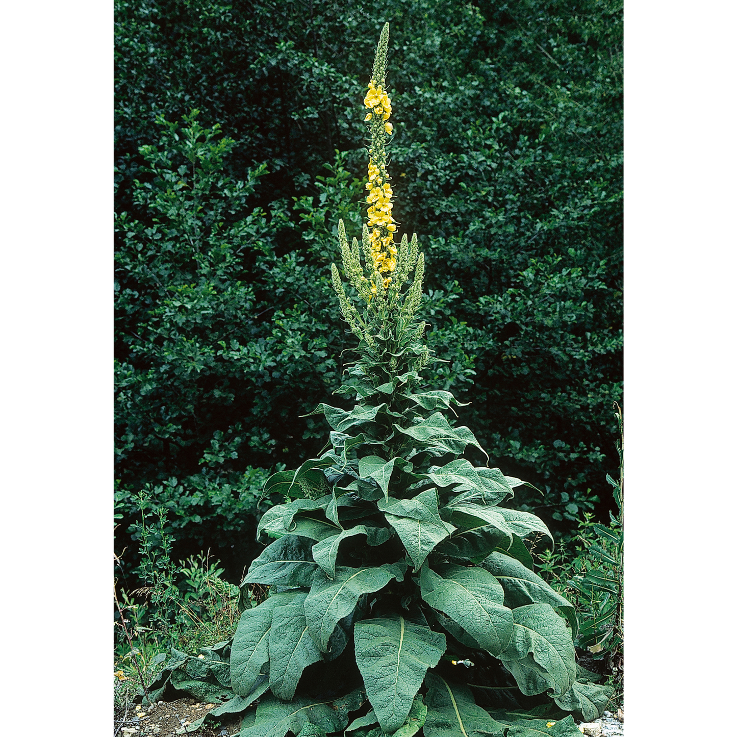 Mullein Leaf Herb For Smudging, Ritual to Cleanse and Empower the Aura-8