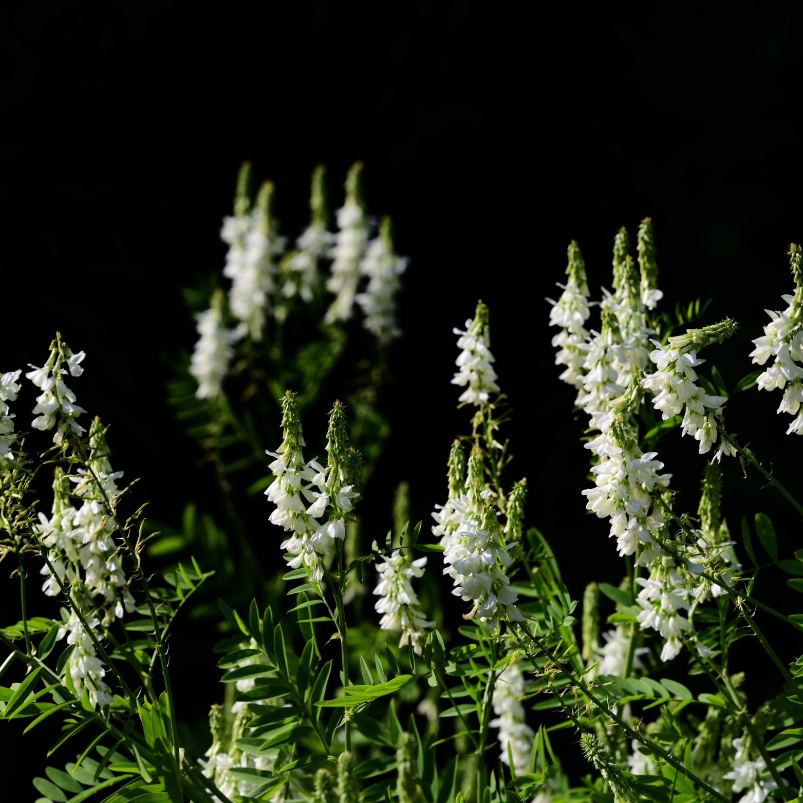 Goats Rue Herb For Prosperity Rituals and to Honor the Goddess Aphrodite's-8