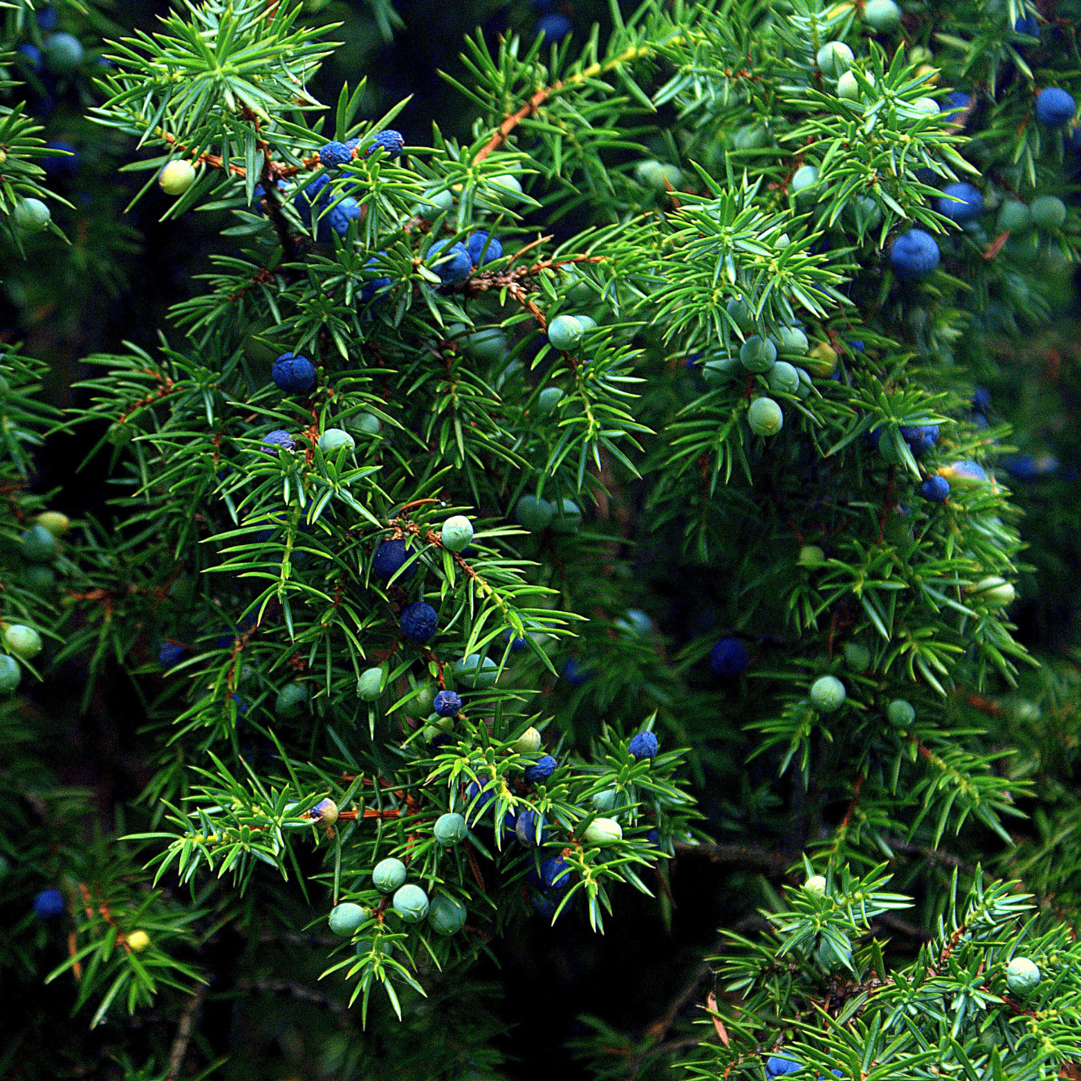 Juniper Berries For Simmer Pots, Cooking and  Rituals to Warding Off Negativity-15