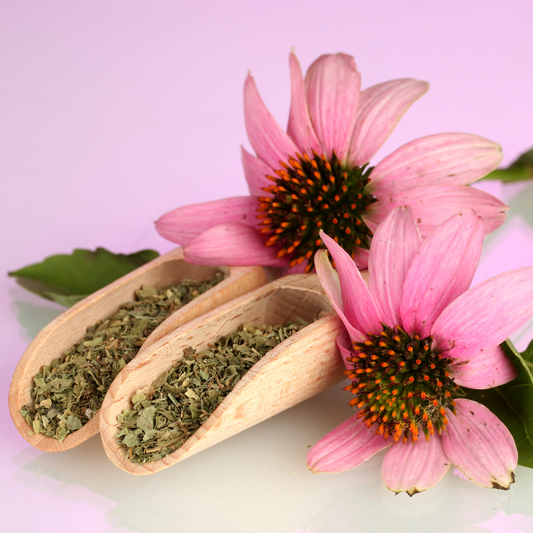 Echinacea Purpurea Loose Leaf Herbal Tea Unlocking Nature's Warrior Within Caffeine Free-0